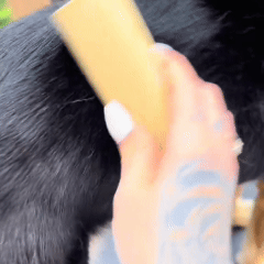 Brosse Poileo Chien