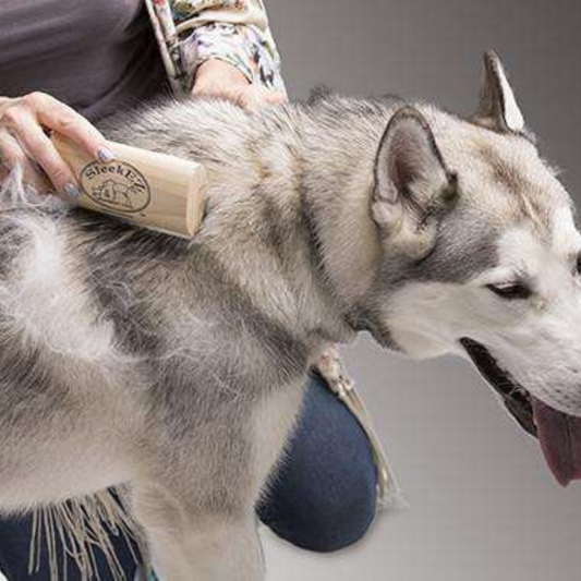 Brosse Poileo Chien
